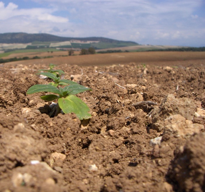 AGRICULTURA