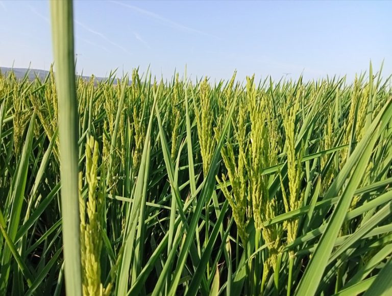 ESTADO FENOLÓGICO DEL CULTIVO