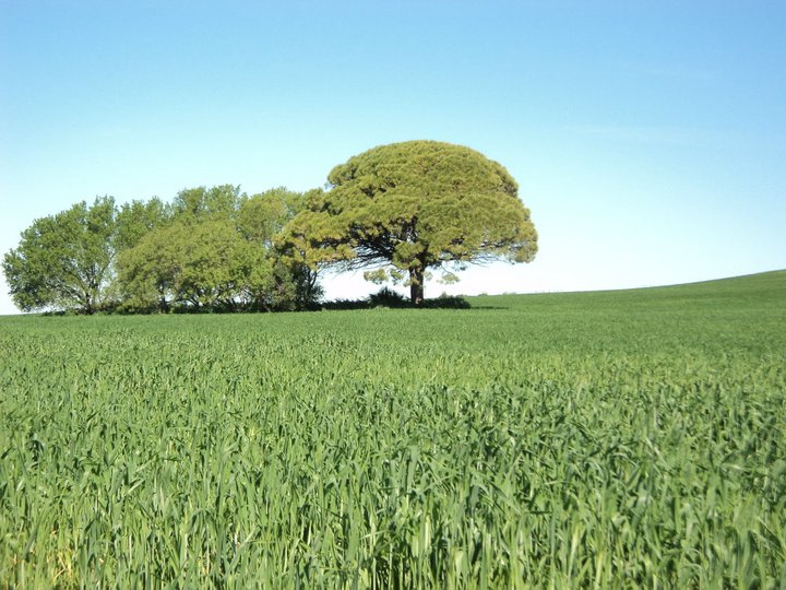 AGRICULTURA