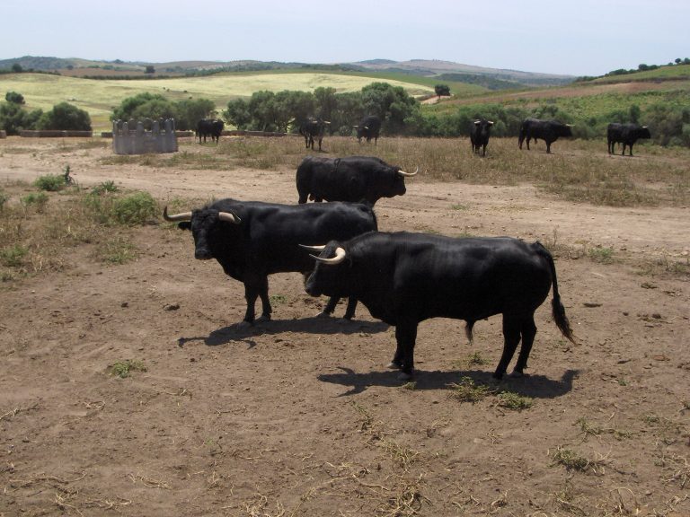 AYUDAS PARA LA PROMOCIÓN DEL TURISMO CINEGÉTICO Y ACTIVIDADES TURÍSTICAS VINCULADAS CON EL CAMPO BRAVO ANDALUZ