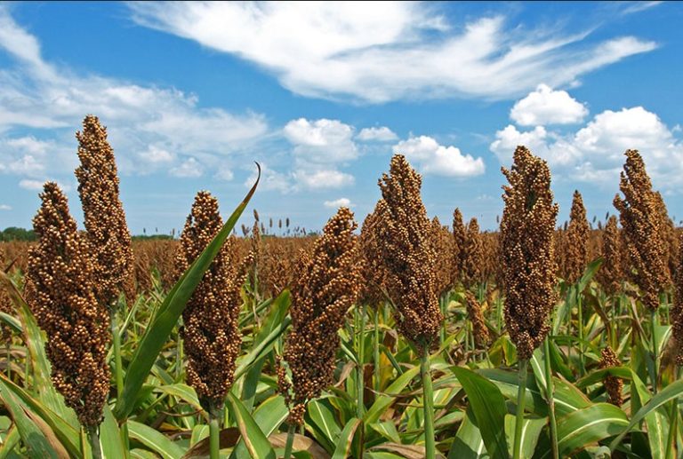 AGRICULTURA