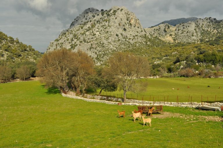 AYUDAS 2025 A ZONAS DE MONTAÑA, LIMITACIONES NATURALES Y LIMITACIONES ESPECÍFICAS